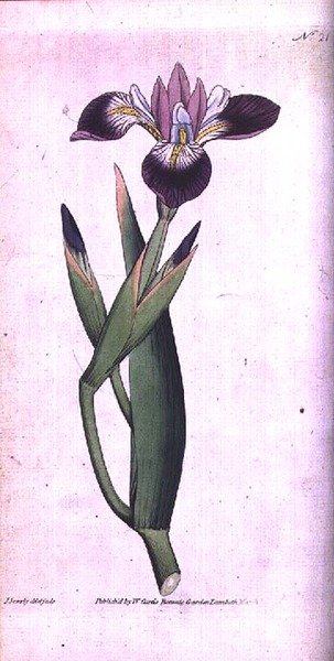 Iris vericolour, tallrik 21 från William Curtis 