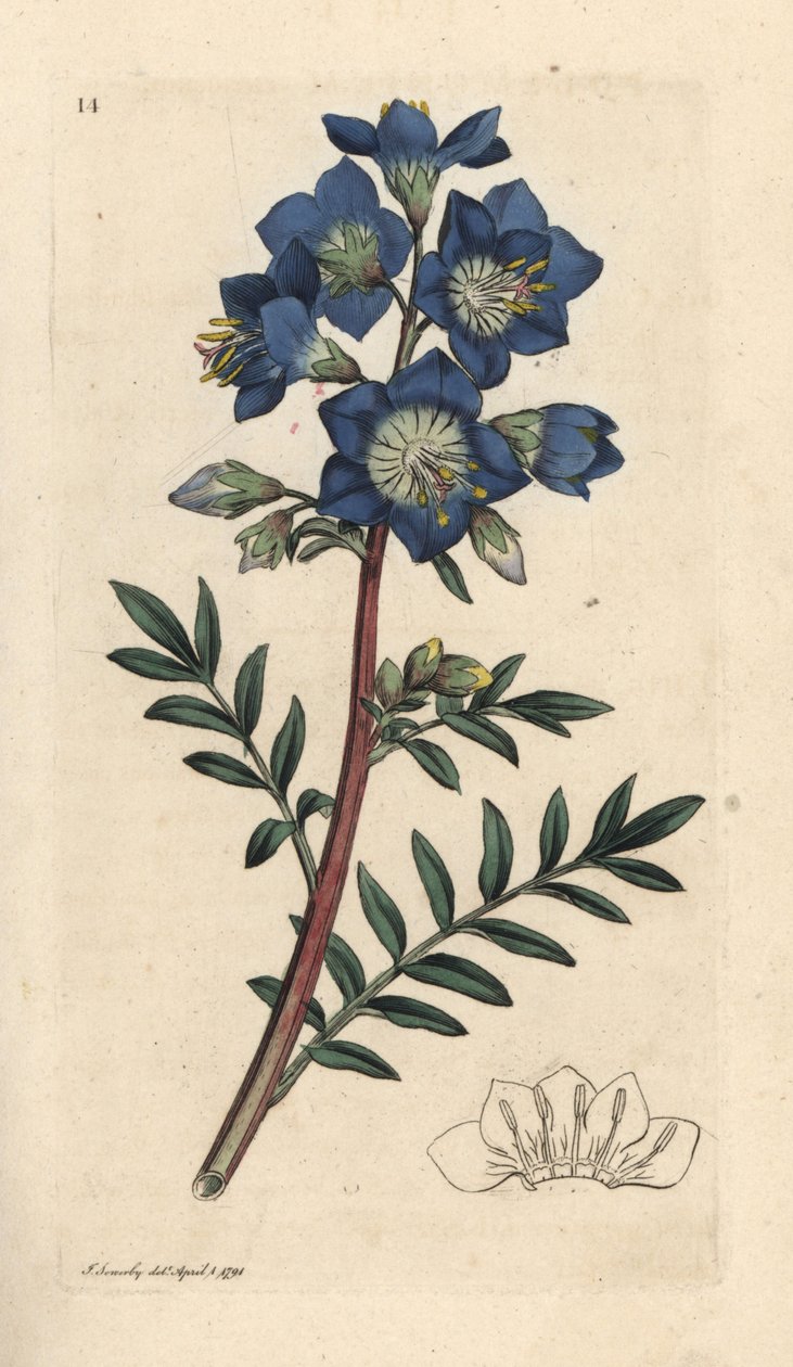 Jakobs stege eller grekisk valeriana, Polemonium caeruleum Handkolorerad kopparstick efter en illustration av James Sowerby från James Smith