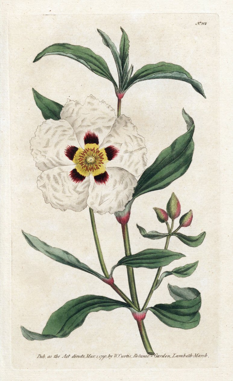Ladanifere eller Ledon Cistus - Litografi av James Sowerby (1757-1822), från Botanical Magazine av William Curtis (1746-1799) av James Sowerby