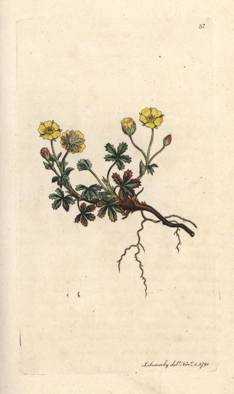 Storblommig potentilla, Potentilla grandiflora (Spring cinquefoil, Potentilla verna) (cinquefoil) Handfärgad kopparstick efter en illustration av James Sowerby från James Smith