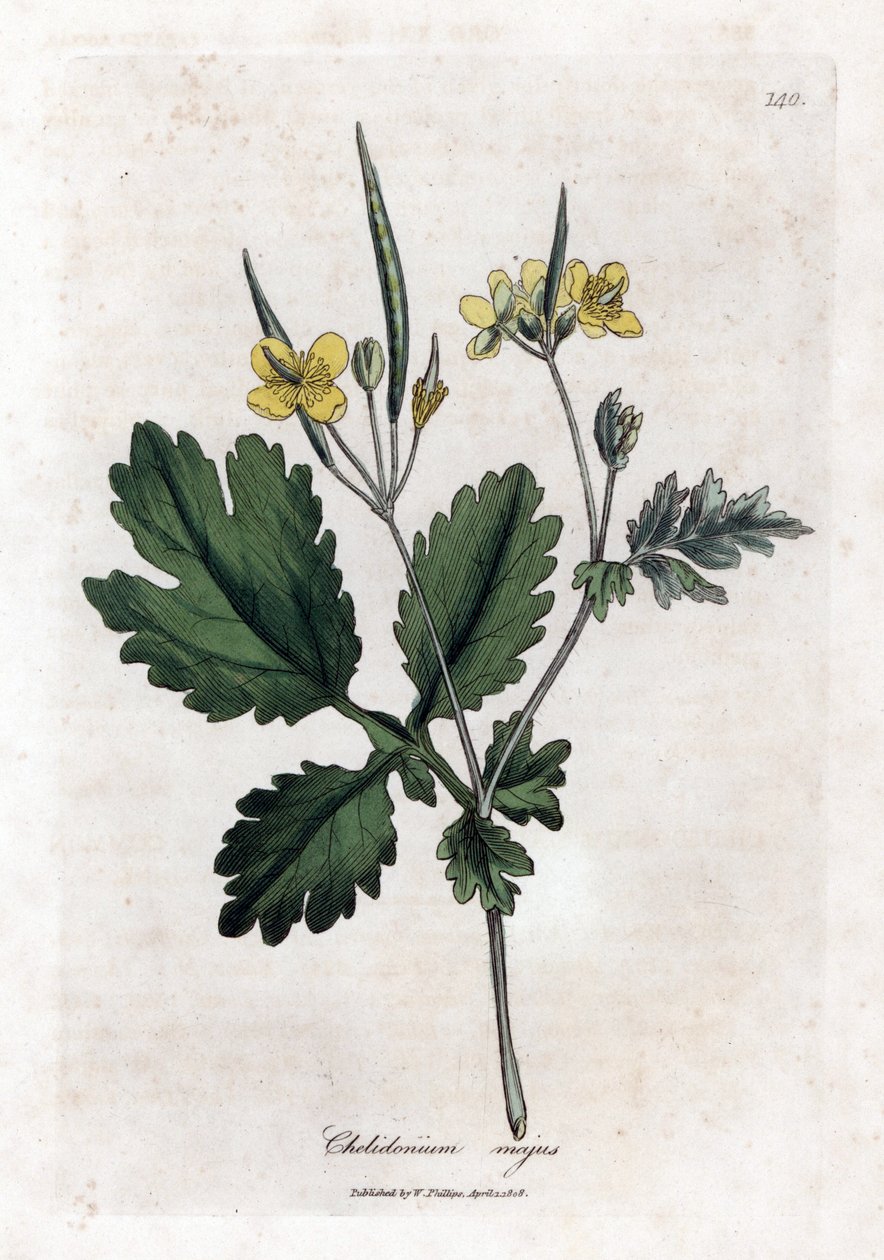 Stor chelidoin eller stor ljus - Svalört, Chelidonium majus. Handfärgad kopparstick från en botanisk illustration av James Sowerby från William Woodville och Sir William Jackson Hookers "" Medical Botany", John Bohn, London av James Sowerby