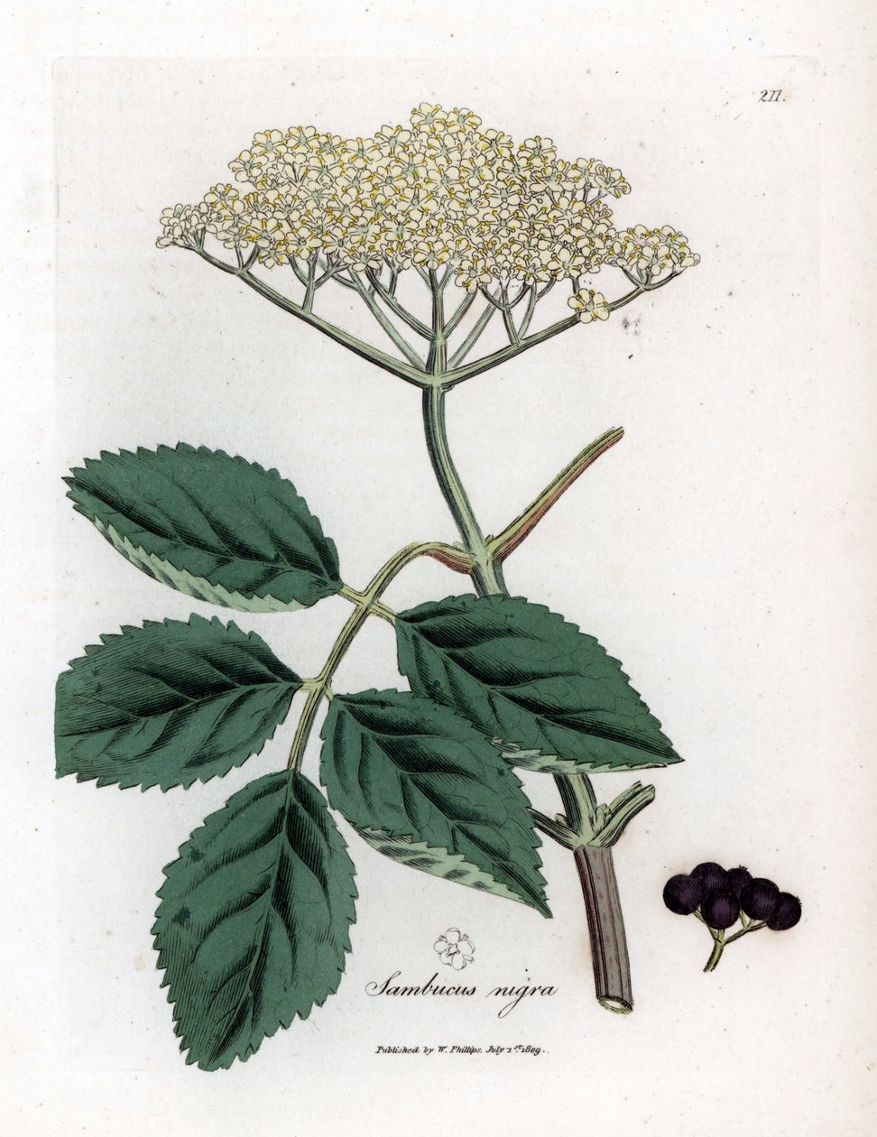 Stort fläder eller svart fläder - Vanligt svart fläderträd, Sambucus nigra. Handfärgad kopparstick från en botanisk illustration av James Sowerby från William Woodville och Sir William Jackson Hookers "" Medical Botany", John Bohn, London av James Sowerby