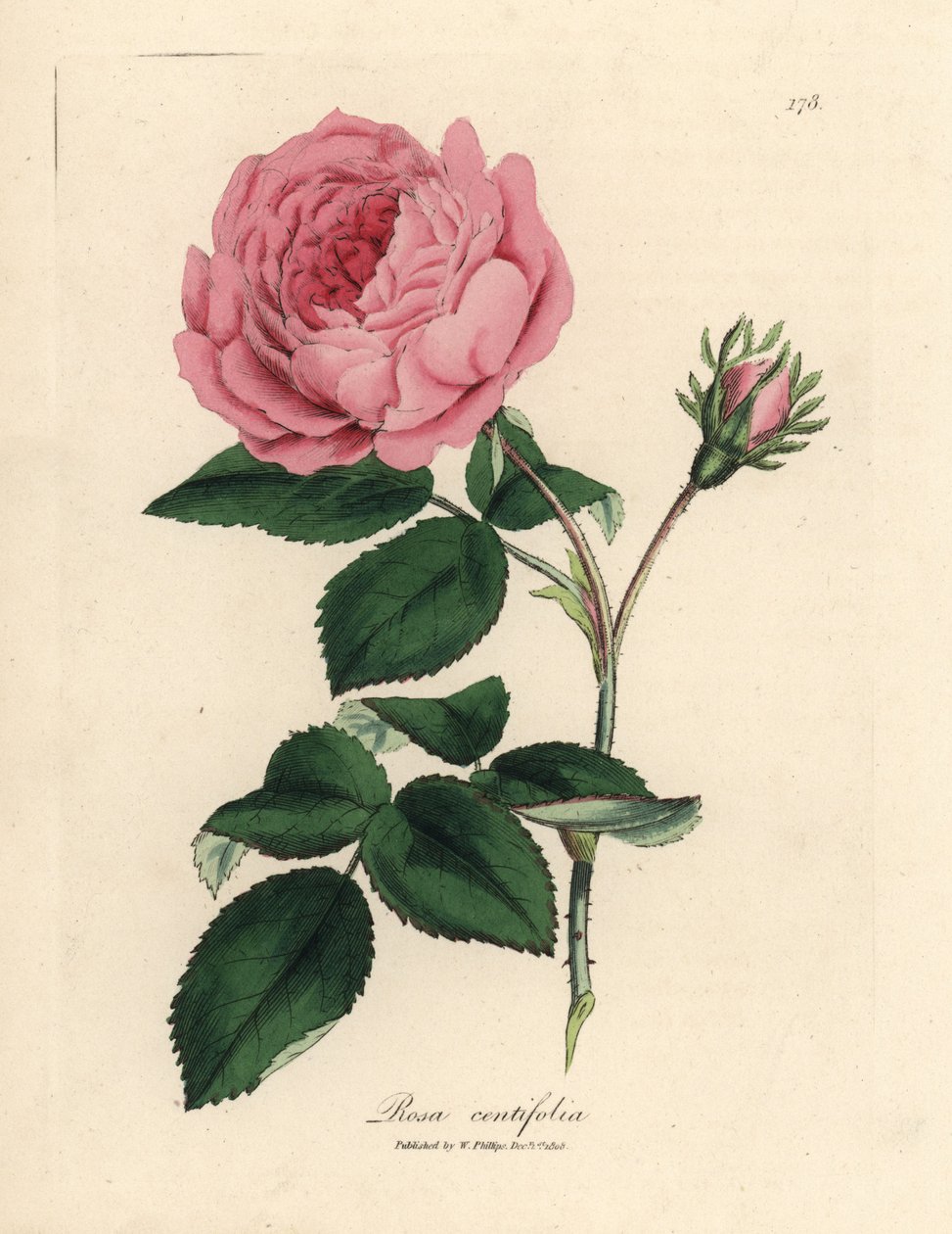 Stor rosa hundrabladig ros, Rosa centifolia av James Sowerby