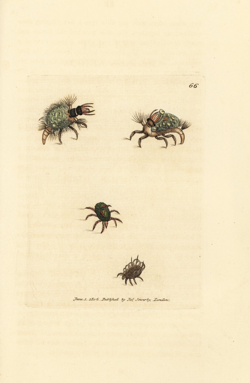 Larven av Hemerobius (spetsvinge) klädd i lav, med kvalster, Acarus amictus och liten korgkvalster, Acarus corbicula. Handkolorerad kopparstick av James Sowerby från The British Miscellany, eller färgade figurer av nya, sällsynta eller föga kända ani av James Sowerby