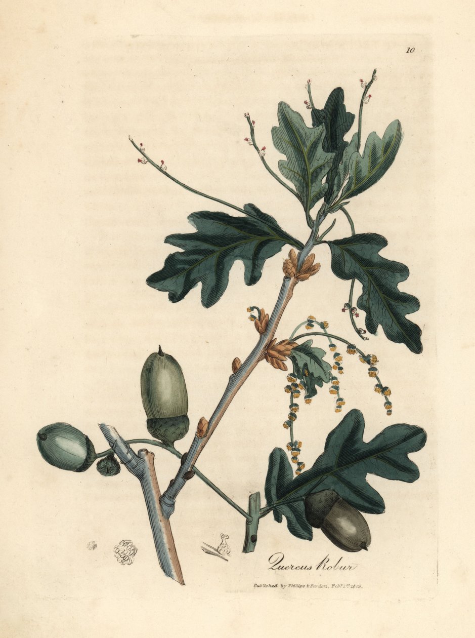 Blad och ekollon av ek, Quercus robur av James Sowerby