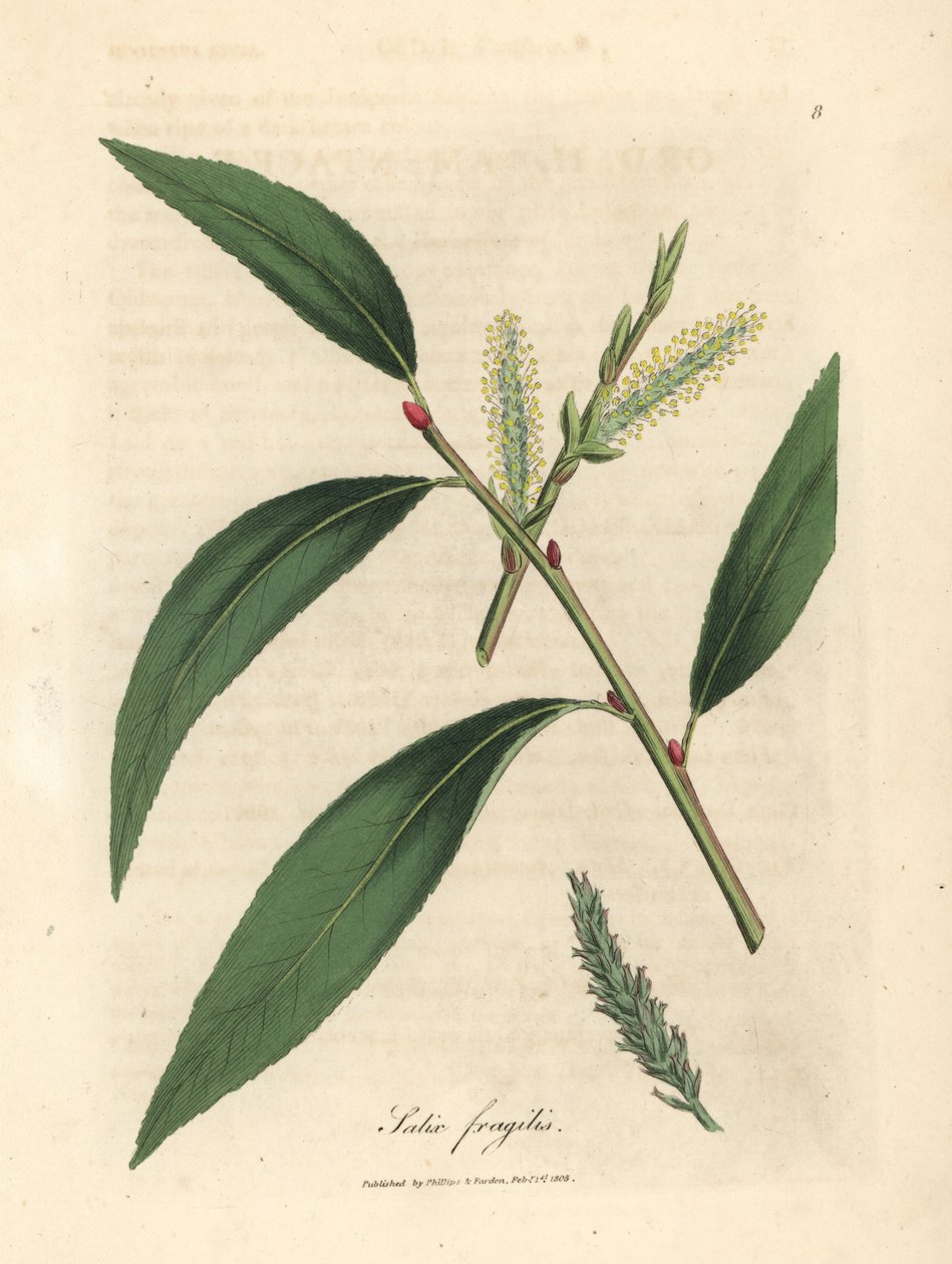 Löv och klappar av sprickpilträdet, Salix fragilis av James Sowerby