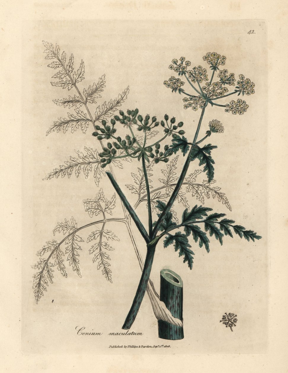 Blad och blommor av hemlock, Conium maculatum av James Sowerby