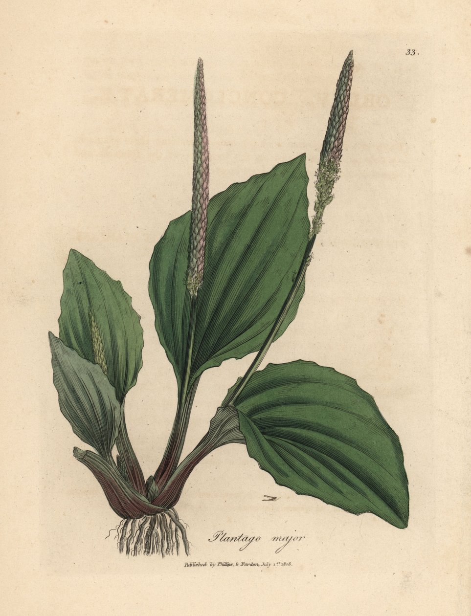 Blad och blommor av plantane, Plantago major av James Sowerby