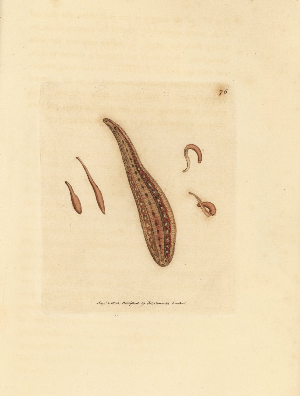 Leech, Hirudo cirkulerar. Handkolorerad kopparstick av James Sowerby från The British Miscellany, eller färgade figurer av nya, sällsynta eller föga kända djurämnen. av James Sowerby