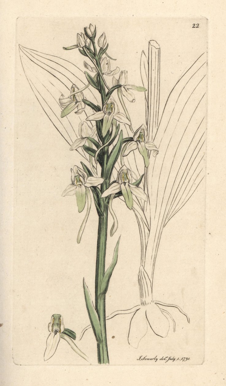 Lesser butterfly orchis, Platanthera bifolia (Orchis bifolia). Handkolorerad kopparstick efter en illustration av James Sowerby från James Smith