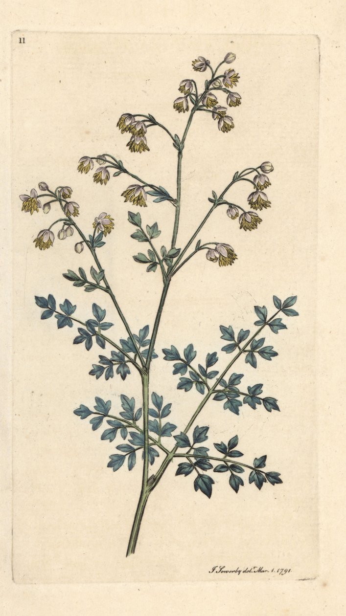 Mindre ängsgata, Thalictrum minus. Handkolorerad kopparstick efter en illustration av James Sowerby från James Smith