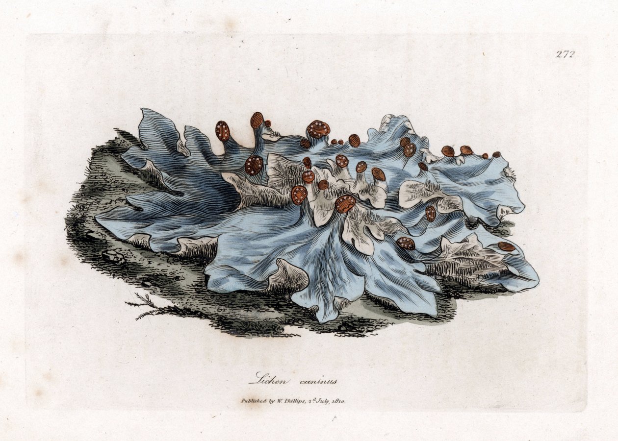Lichen variete - Askfärgad mald levermos, Lichen caninus. Handfärgad kopparstick från en botanisk illustration av James Sowerby från William Woodville och Sir William Jackson Hookers "" Medical Botany", John Bohn, London av James Sowerby