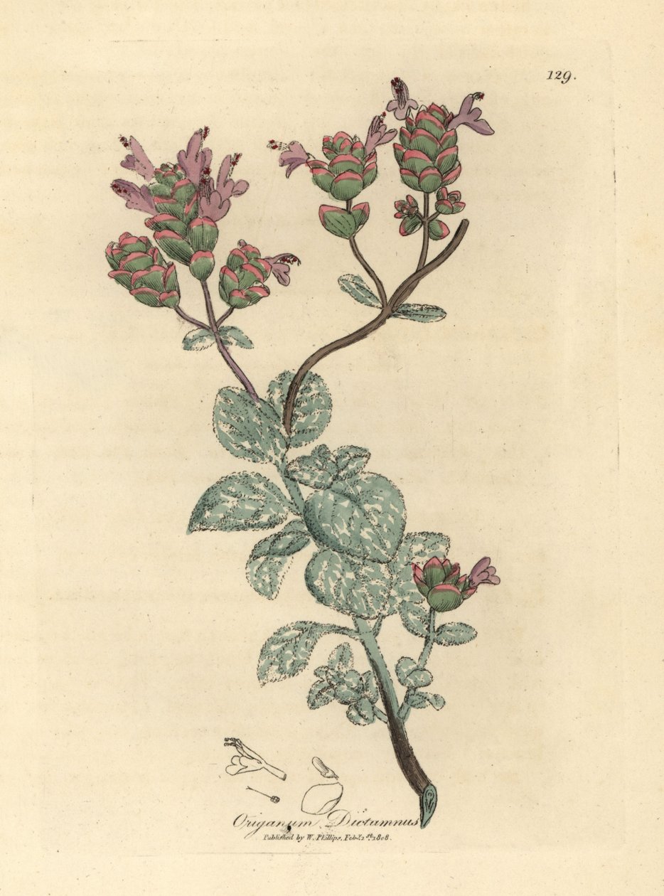 Lilablommig dittany av Kreta, Origanum dictamnus av James Sowerby