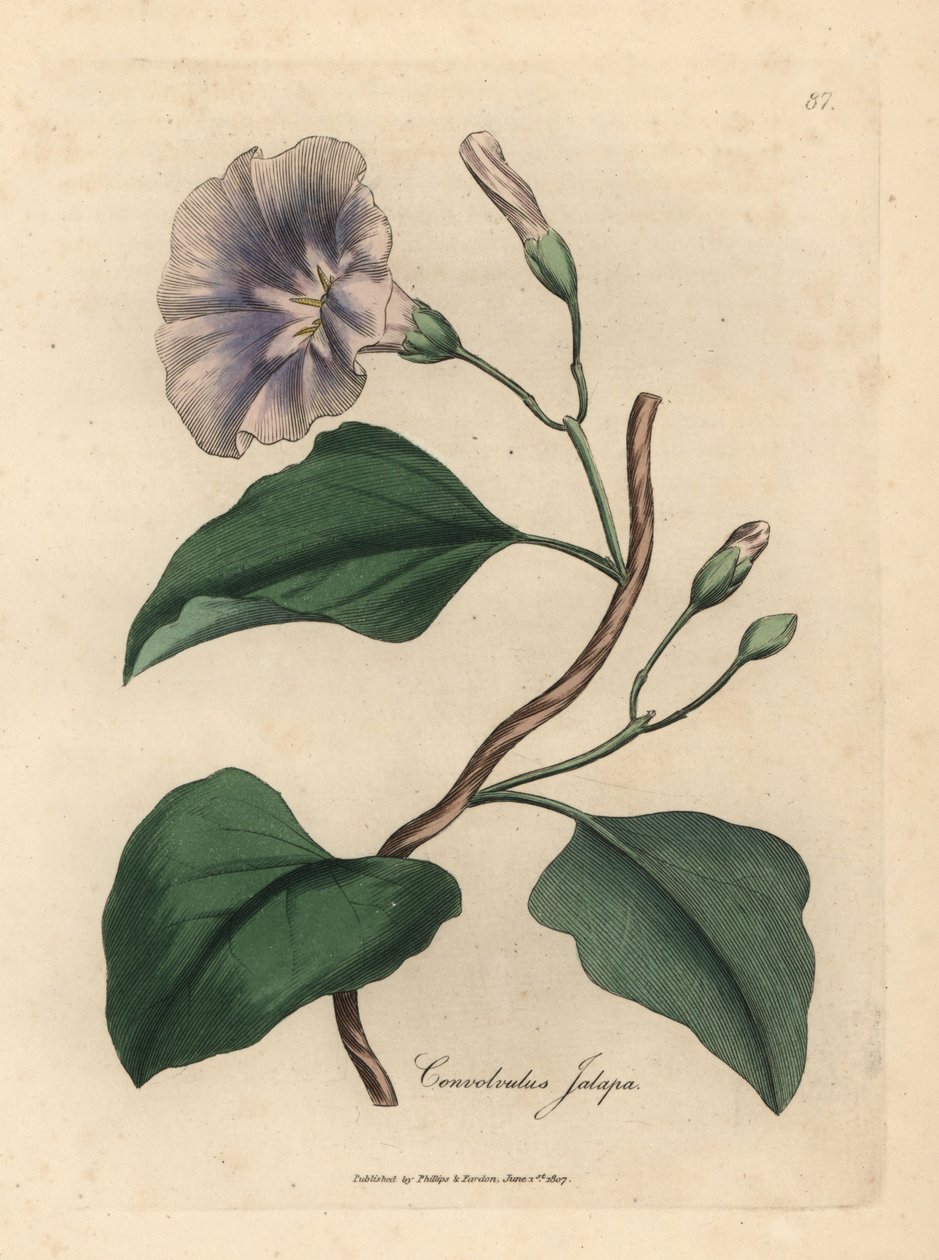 Syrenblommig jalapbinde, Convolvulus jalapa av James Sowerby