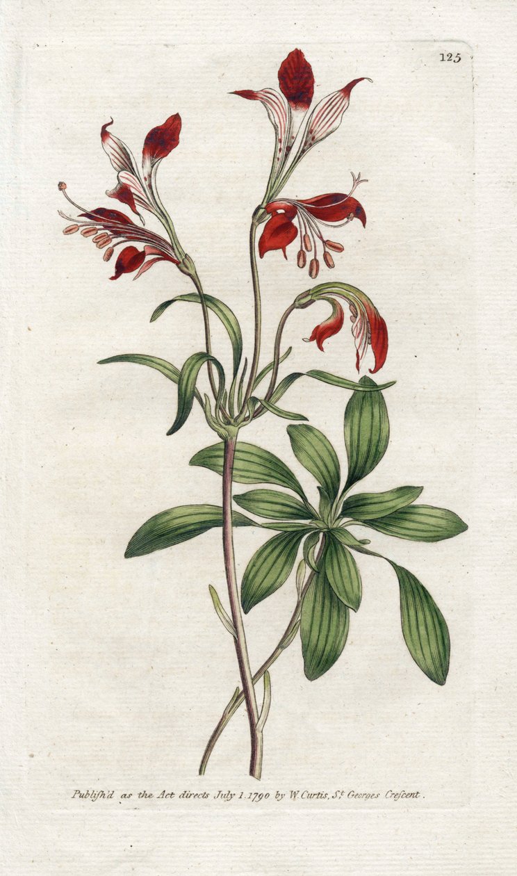 Lily of the Incas eller Perou Lys - Litografi av James Sowerby (1757-1822), tallrik från Botanical Magazine av William Curtis (1746-1799) av James Sowerby