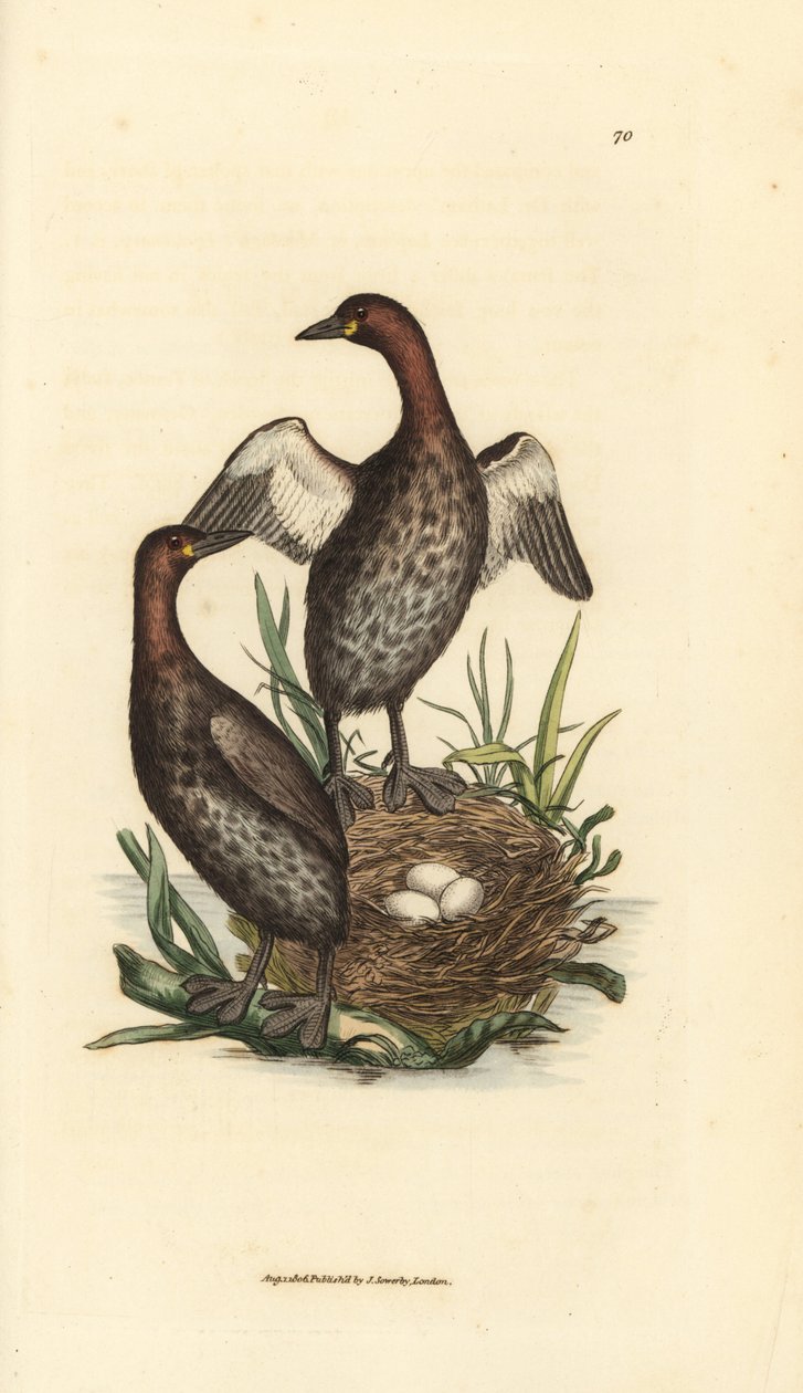 Lilla dopping, Tachybaptus ruficollis (Små dopping, Colymbus hebridicus?). Para på boet med tre ägg. Handkolorerad kopparstick av James Sowerby från The British Miscellany, eller färgade figurer av nya, sällsynta eller föga kända djur av James Sowerby
