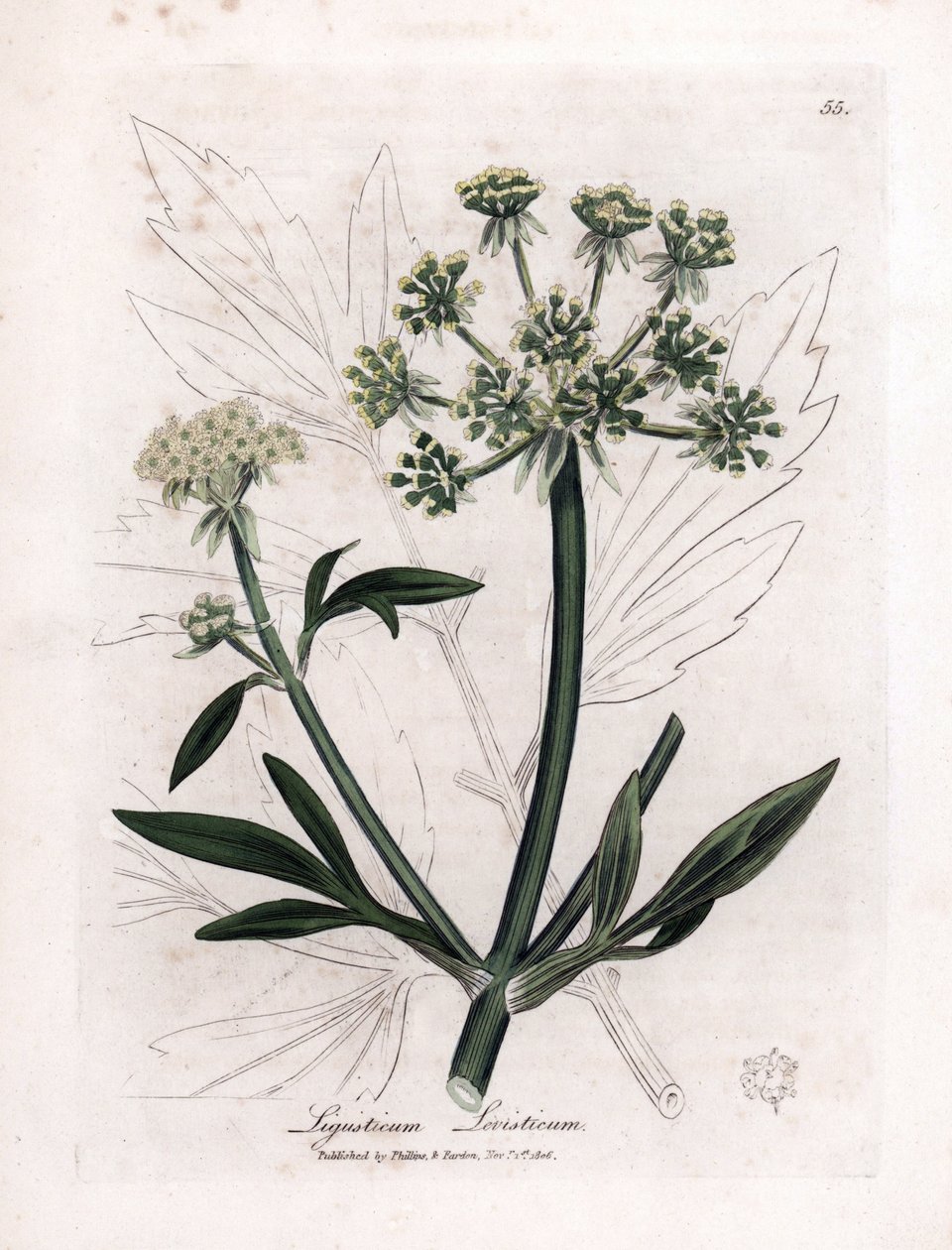 Liveche (Ligustium levistium) eller bergsvärk. Handkolorerad koppargravyr från en illustration av James Sowerby. Utdrag ur boken av William Woodville och Sir William Jackson Hooker "" Botanique medicinale"" 1832. Den outtröttliga Sowerby (1757-1822) av James Sowerby