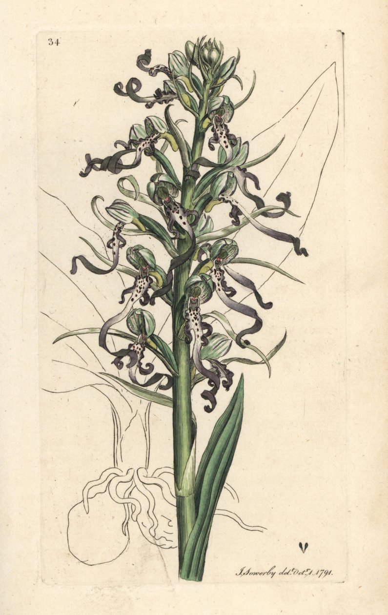 Ödlaorkidé, Himantoglossum hircinum (Ödla satyrion eller ochis, Satyrium hircinum). Handkolorerad kopparstick efter en illustration av James Sowerby från James Smith