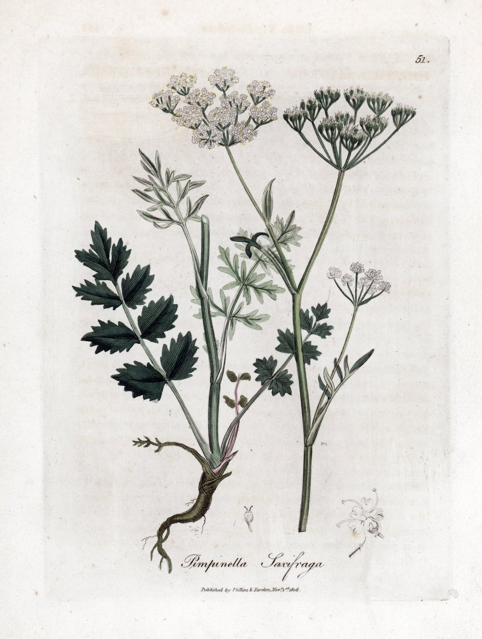 Locage saxifrage - Burnet saxifrage, Pimpinella saxifraga. Handfärgad kopparstick från en botanisk illustration av James Sowerby från William Woodville och Sir William Jackson Hookers "" Medical Botany", John Bohn, London av James Sowerby