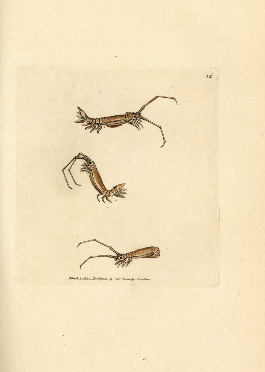 Långhornig isopod, Astacilla longicornis (Oniscus longicornis). Handkolorerad kopparstick av James Sowerby från The British Miscellany, eller färgade figurer av nya, sällsynta eller föga kända djurämnen. av James Sowerby