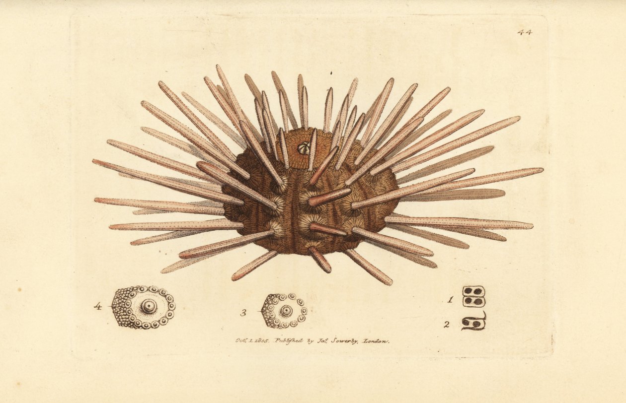 Långryggad skifferfläns sjöborre, Cidaris cidaris (Echinus cidaris). Handkolorerad kopparstick av James Sowerby från The British Miscellany, eller färgade figurer av nya, sällsynta eller föga kända djurämnen. av James Sowerby