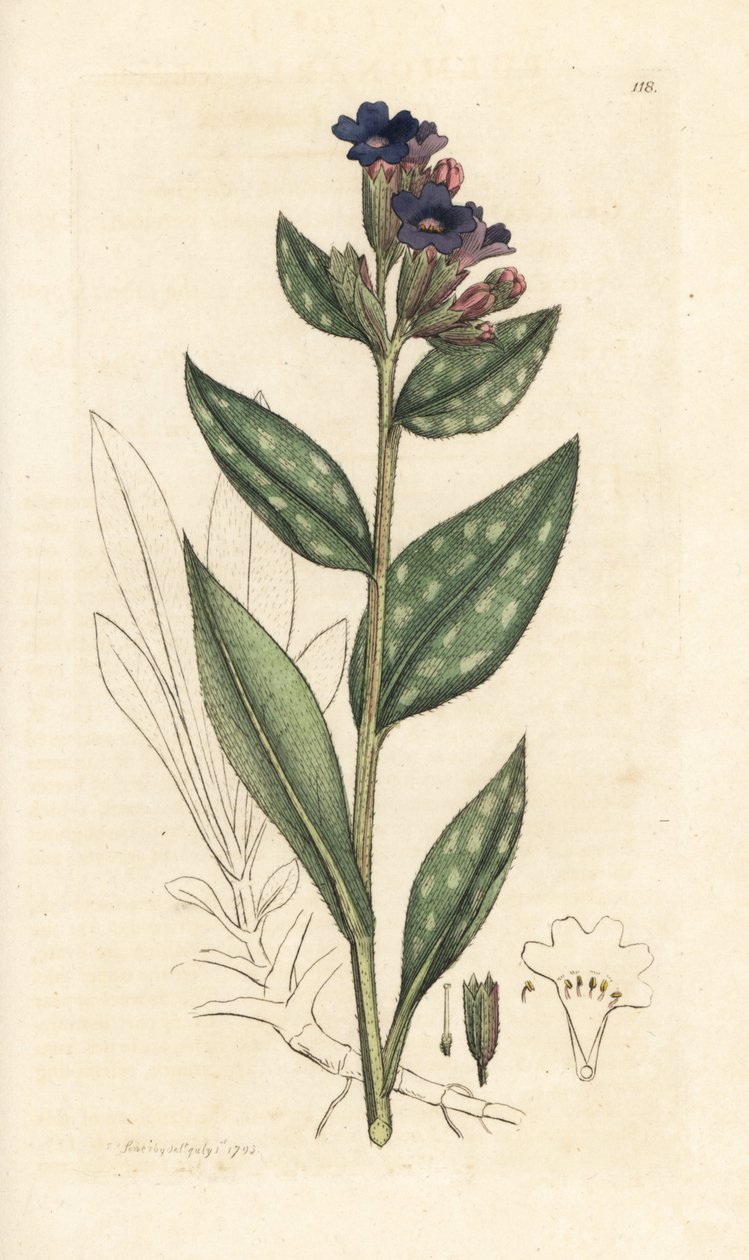 Lungört, Pulmonaria officinalis (pulmonal) Handkolorerad kopparstick efter illustration av James Sowerby från James Smith