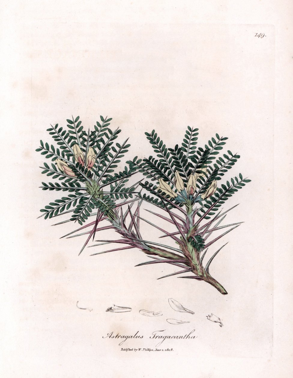 Marseille Astragalus eller mammas kudde - Gettaggmjölksvicker, Astragalus tragacantha. Handfärgad kopparstick från en botanisk illustration av James Sowerby från William Woodville och Sir William Jackson Hookers "" Medical Botany,"" John av James Sowerby