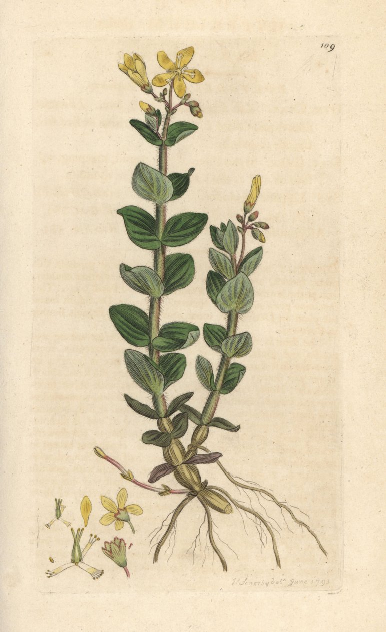 Marsh Johannesört, Hypericum elodes (Johannesört) Handfärgad kopparstick efter en illustration av James Sowerby från James Smith