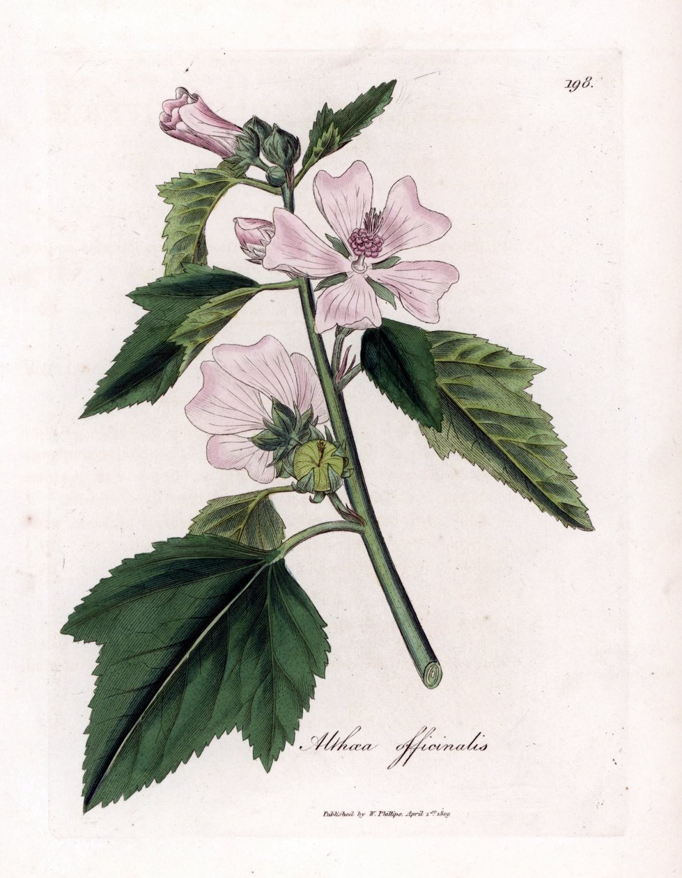 Marshmallow officinale eller vild eller vit lila marshmallow, Althaea officinalis. Handfärgad kopparstick från en botanisk illustration av James Sowerby från William Woodville och Sir William Jackson Hookers "" Medical Botany,"" John Bohn, London av James Sowerby