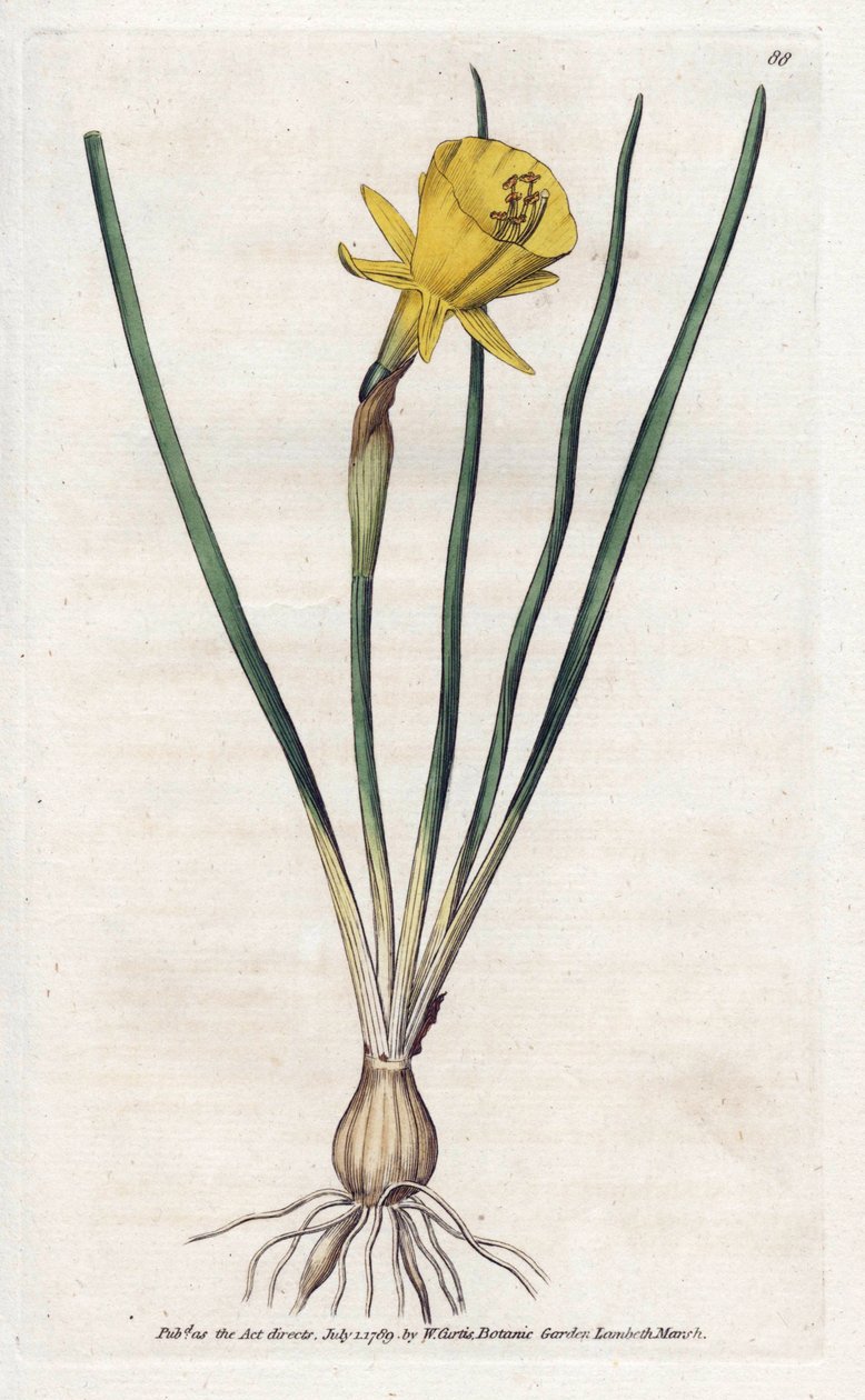 Medusa Trumpet - Litografi av James Sowerby (1757-1822), från William Curtis