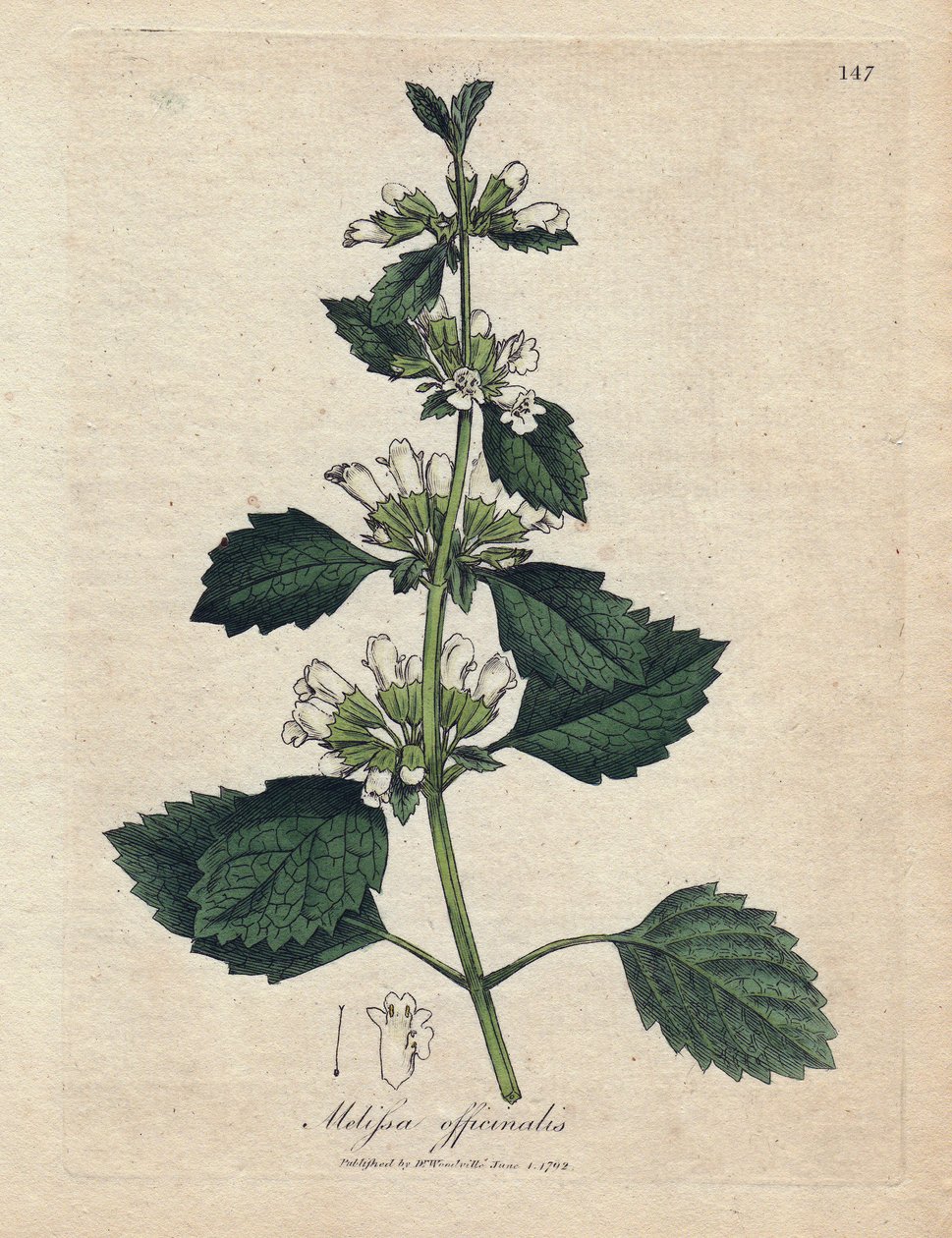 Melisse officinale (Melissa officinalis). Handkolorerad koppargravyr från en illustration av James Sowerby. Utdrag ur boken av William Woodville och Sir William Jackson Hooker "" Botanique medicinale"" 1832. Den outtröttliga Sowerby (1757-1822) ritade av James Sowerby