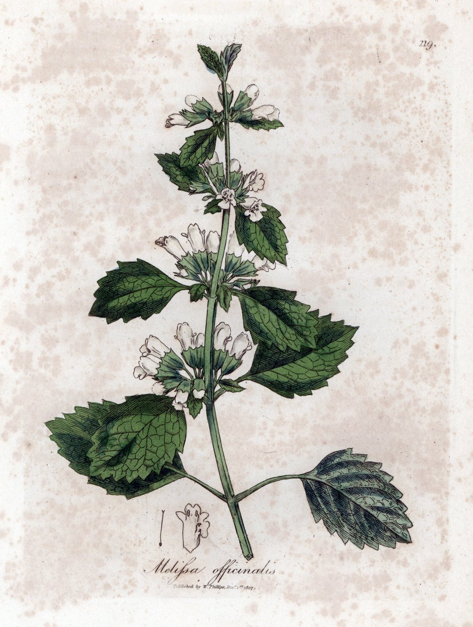 Melisse officinale eller melisse citrongräs - Vanlig balsam, Melissa officinalis. Handfärgad kopparstick från en botanisk illustration av James Sowerby från William Woodville och Sir William Jackson Hookers "" Medical Botany", John Bohn, London av James Sowerby