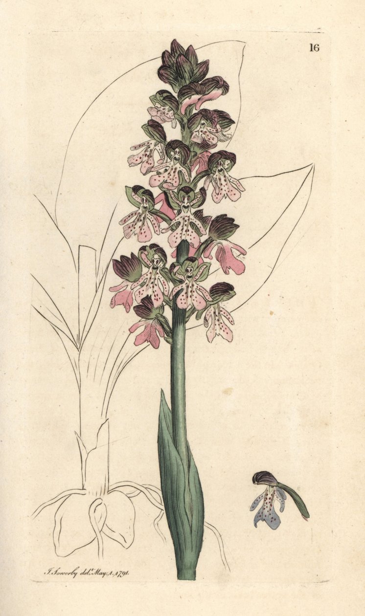 Militär orchis, Orchis militaris (Orchis warrior) Handfärgad kopparstick efter en illustration av James Sowerby från James Smith