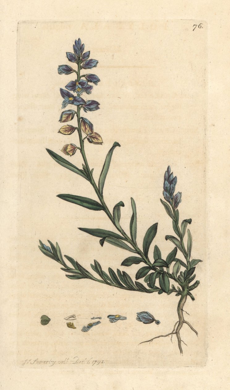 Mjölkört, Polygala vulgaris Handkolorerad kopparstick efter en illustration av James Sowerby från James Smith