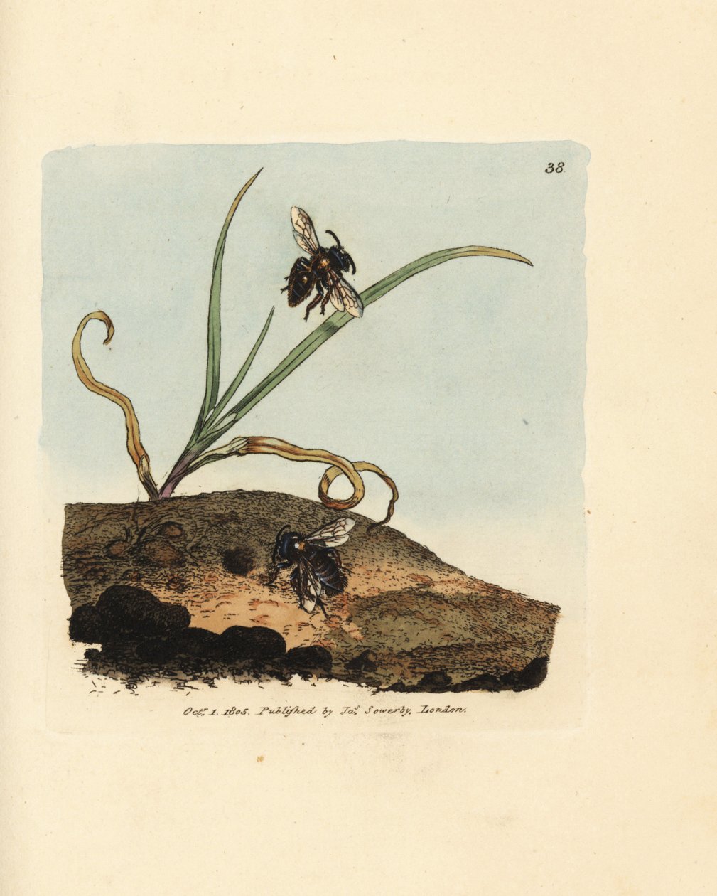 Gruvbi, Andrena nigroaenea (Melitta nigro-aenea). Handfärgad kopparstick av James Sowerby från The British Miscellany, eller färgade figurer av nya, sällsynta eller föga kända djurämnen. av James Sowerby
