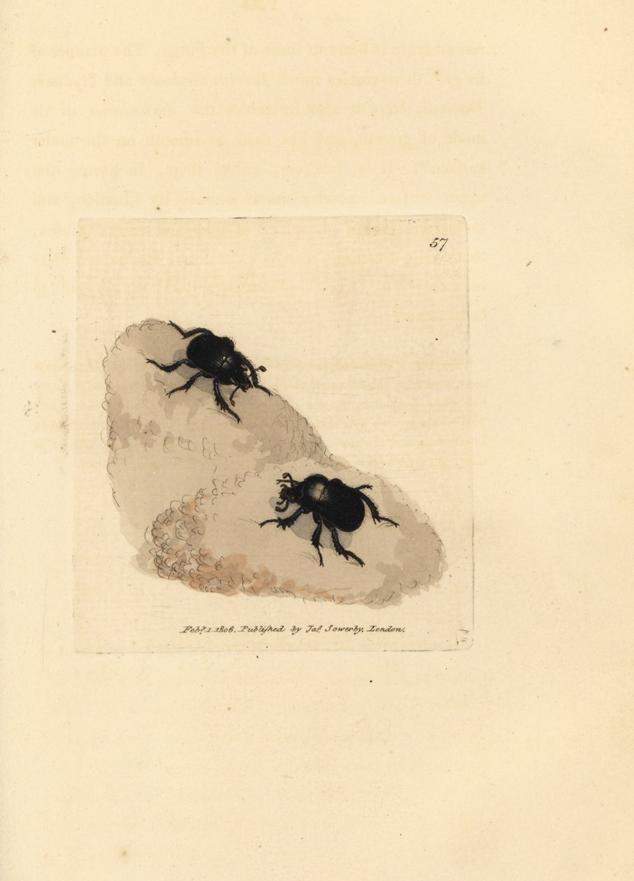Minotaurbagge, Typhaeus typhoeus (Scarabaeus pumilus). Handkolorerad kopparstick av James Sowerby från The British Miscellany, eller färgade figurer av nya, sällsynta eller föga kända djurämnen. av James Sowerby