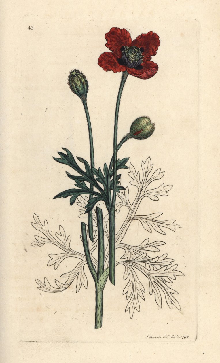 Blandavallmo eller rund taggvallmo, Papaver hybridum. Handkolorerad kopparstick efter en illustration av James Sowerby från James Smith