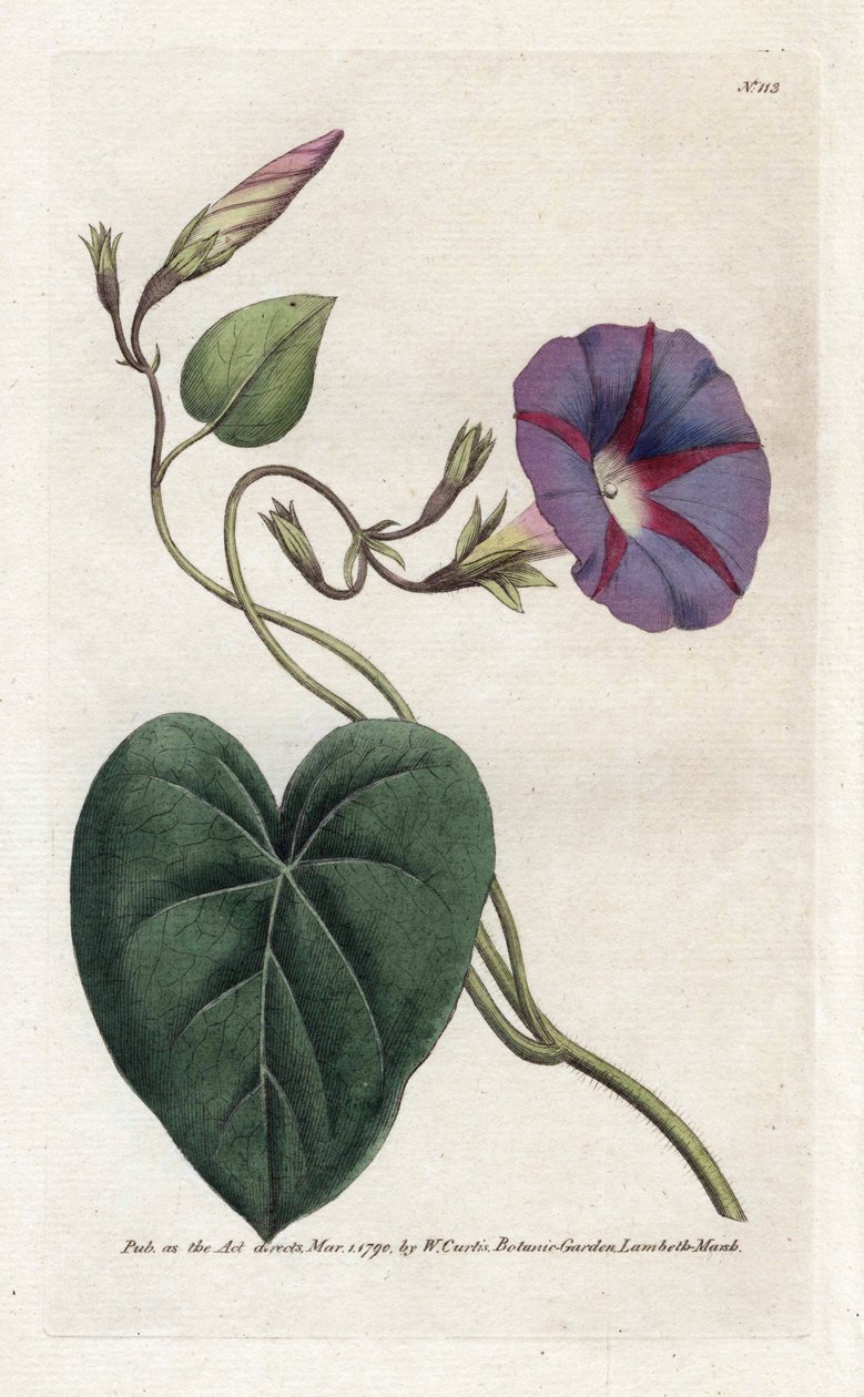 Morning Glory eller Ipomee - Litografi av James Sowerby (1757-1822), från William Curtis