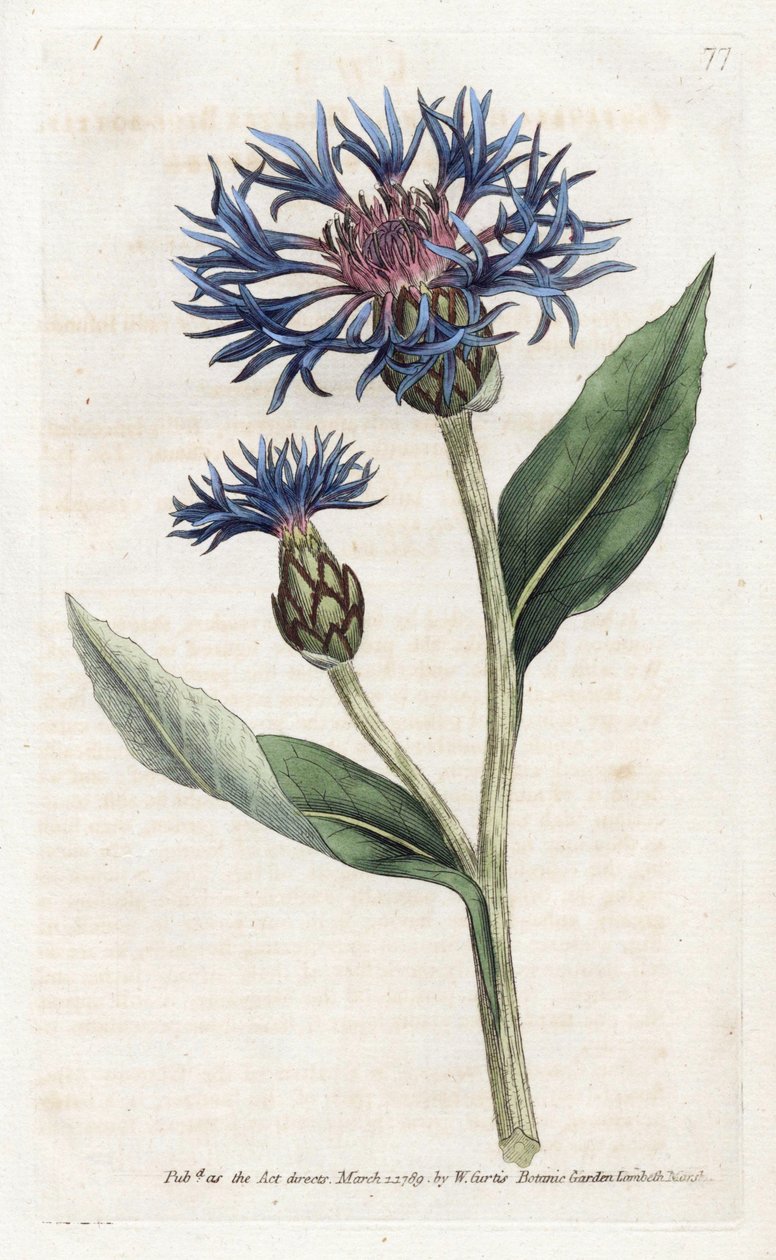 Mountain Centauree or Perennial Blueberry - Litografi av James Sowerby (1757-1822), från William Curtis