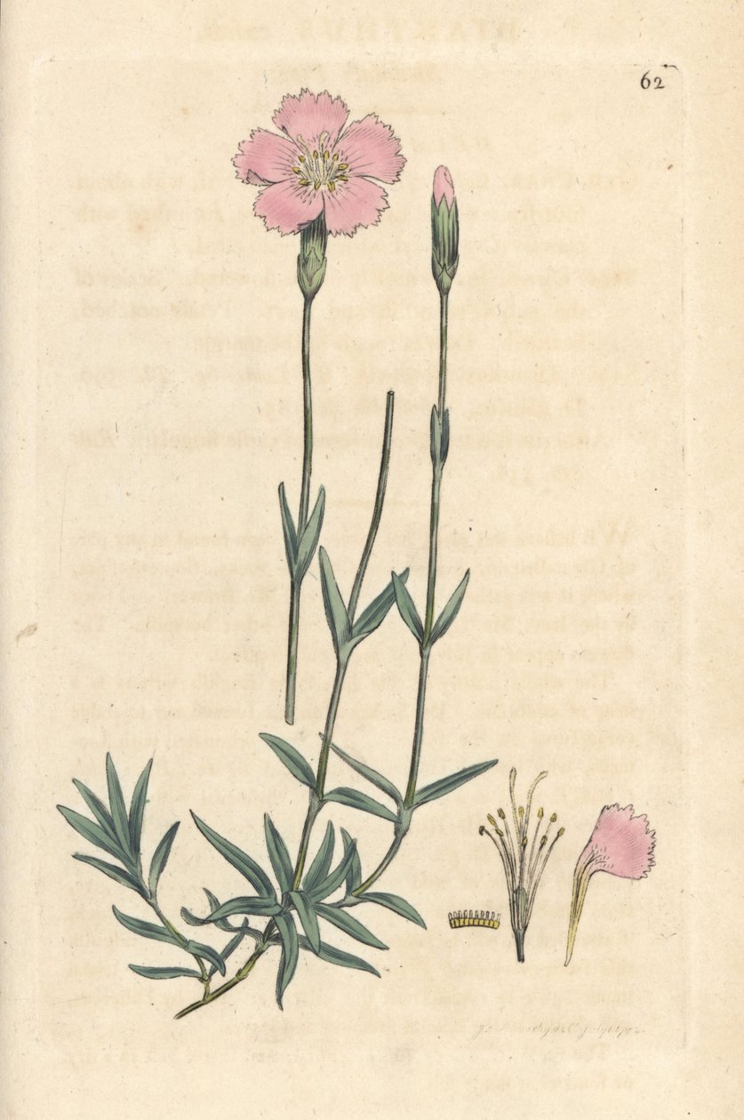 Bergsrosa, Dianthus caesius. Handkolorerad kopparstick efter en illustration av James Sowerby från James Smith