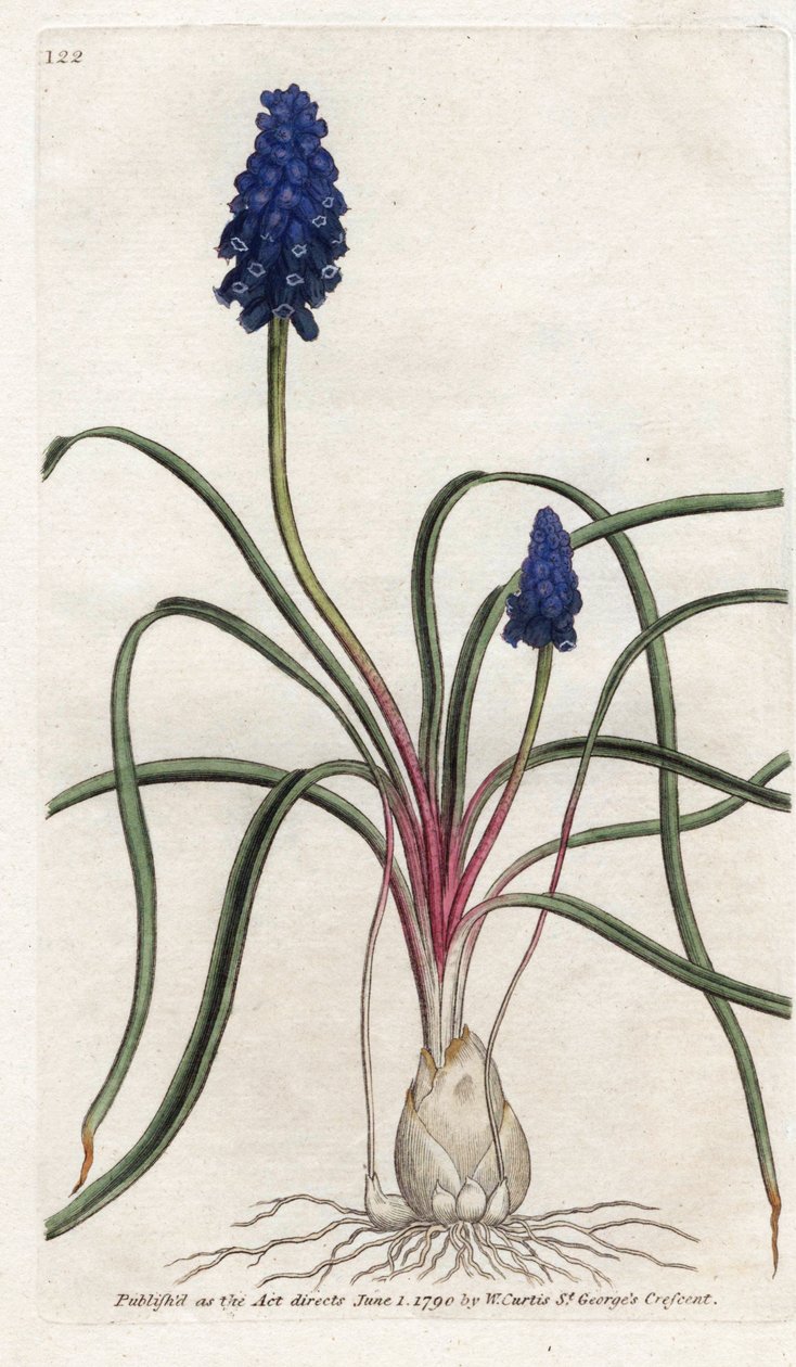 Muscari a bunch eller muscari neglige - Litografi av James Sowerby (1757-1822), från Botanical Magazine av William Curtis (1746-1799) av James Sowerby