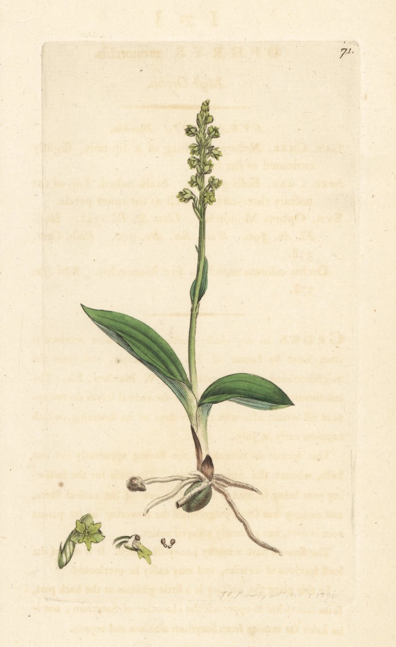Mysk orkidé, Herminium monorchis (Musk orchis, Ophrys monorchis). Handkolorerad kopparstick efter en illustration av James Sowerby från James Smith