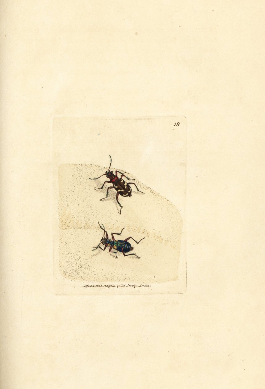 Nordlig dyntigerbagge, Cicindela hybrida. Handkolorerad kopparstick av James Sowerby från The British Miscellany, eller färgade figurer av nya, sällsynta eller föga kända djurämnen. av James Sowerby