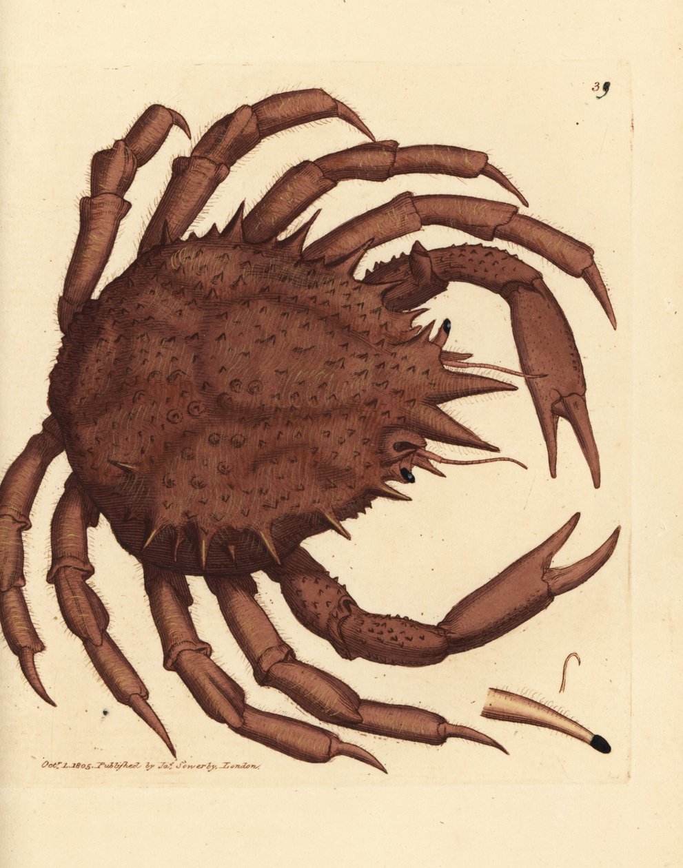 Kungskrabba eller nordlig stenkrabba, Lithodes maja. Handkolorerad kopparstick av James Sowerby från The British Miscellany, eller färgade figurer av nya, sällsynta eller föga kända djurämnen. av James Sowerby