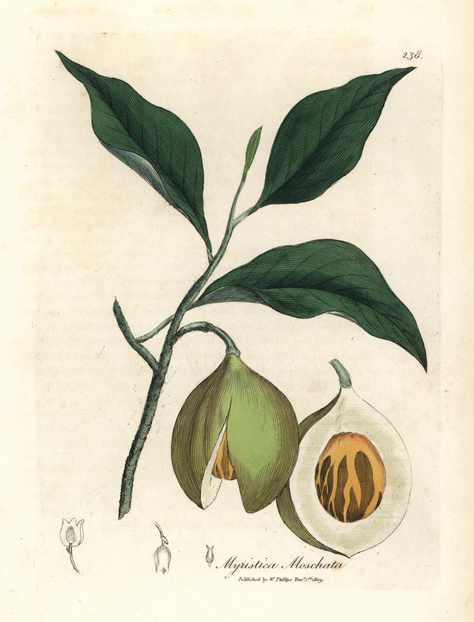 Muskot- och muskotträd, Myristica moschata, Myristica fragrans av James Sowerby
