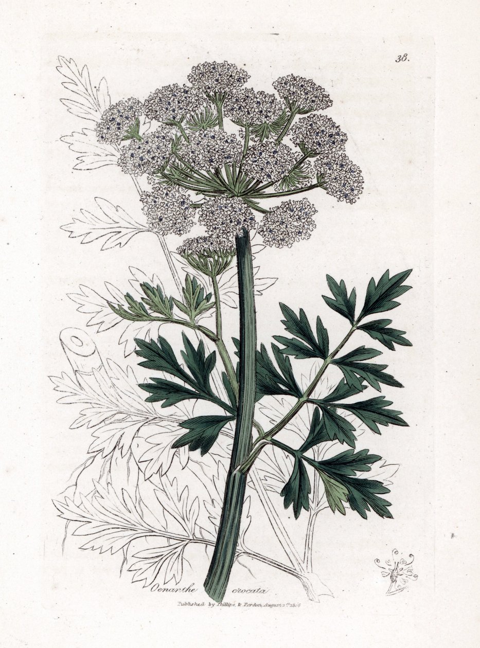 Oenanthe safranee - Hemlock vattendroppört, Oenanthe crocata. Handfärgad kopparstick från en botanisk illustration av James Sowerby från William Woodville och Sir William Jackson Hookers "" Medical Botany", John Bohn, London av James Sowerby