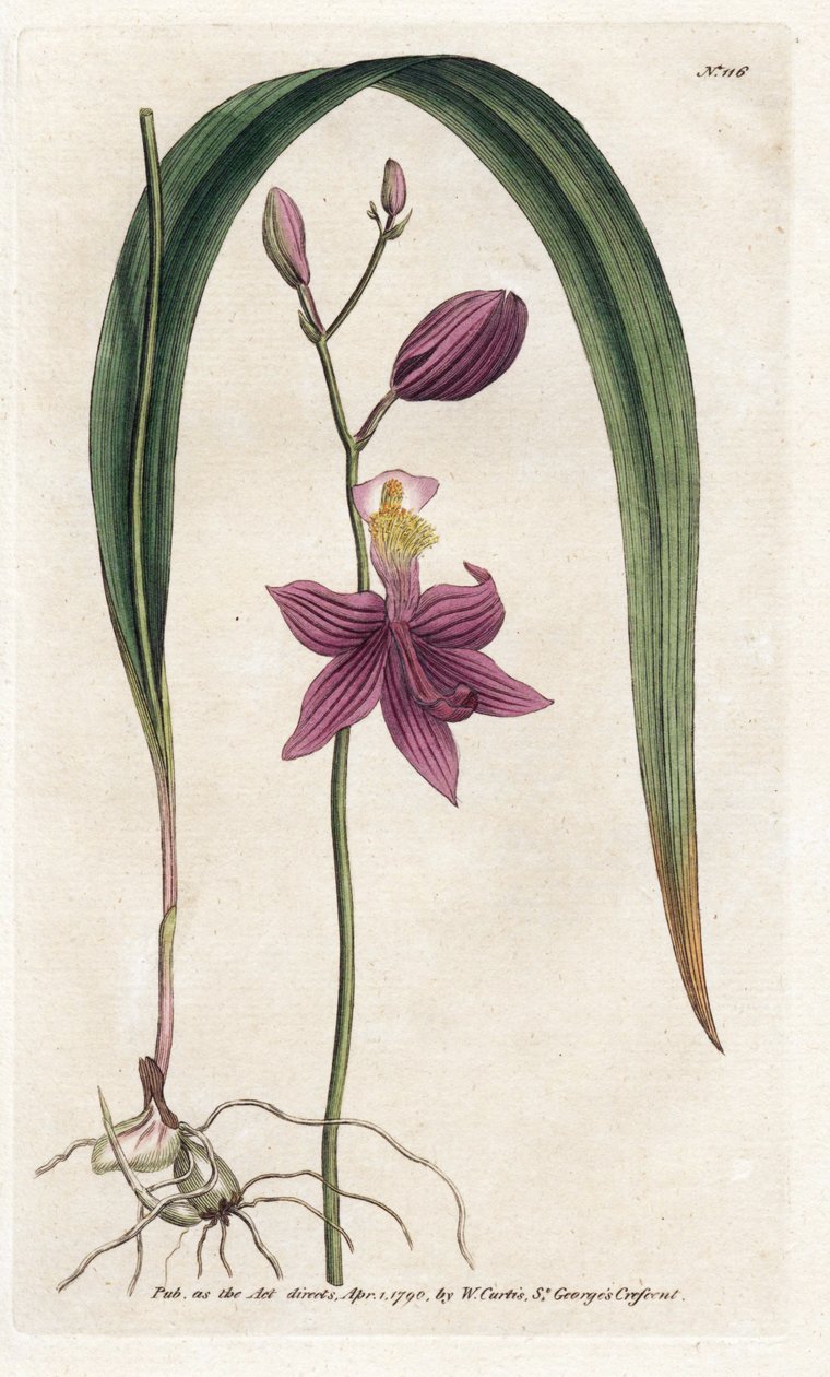 Orchid: calopogon tuberus - Litografi av James Sowerby (1757-1822), från William Curtis
