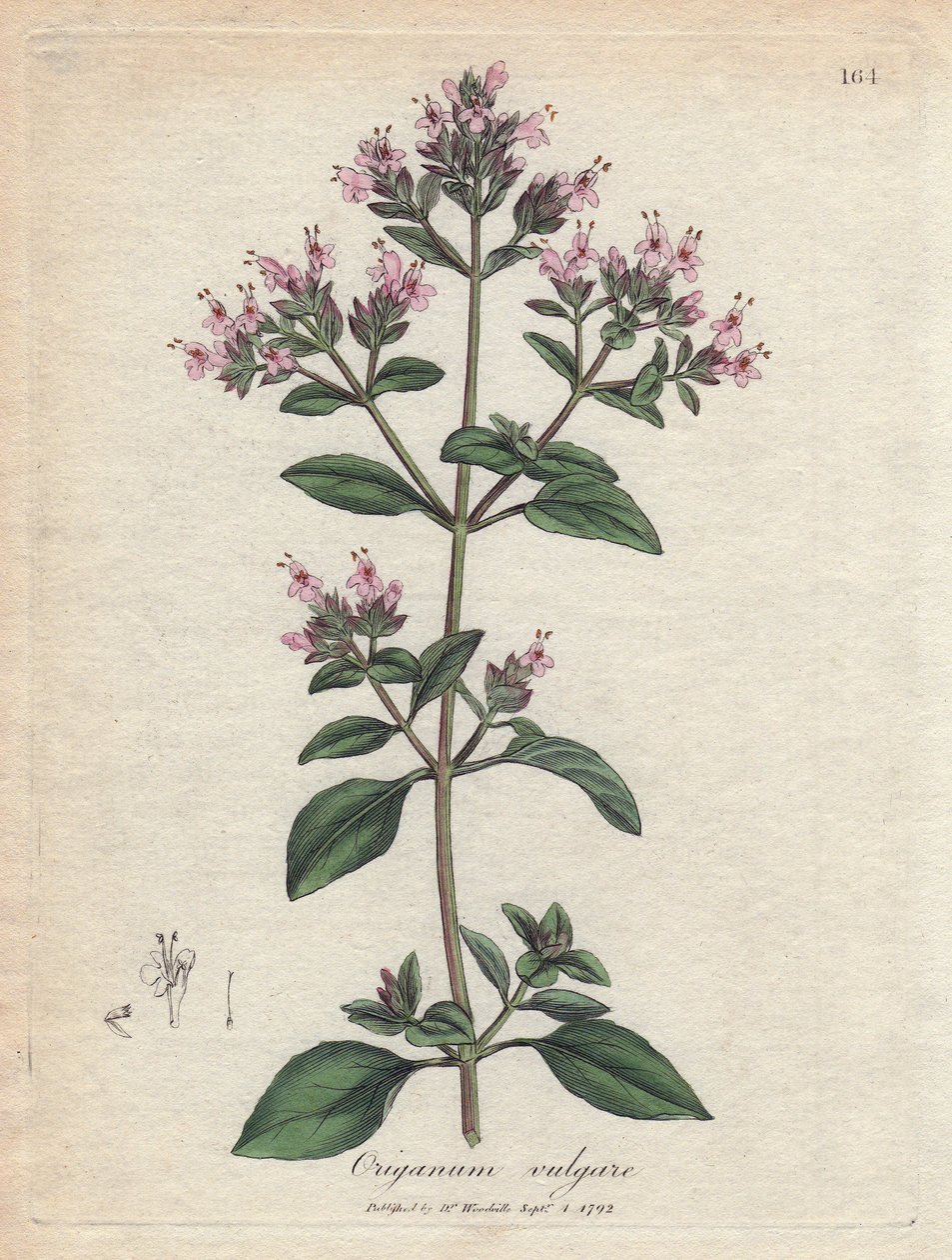 Oregano. Handfärgad kopparstick från en teckning av James Sowerby (1757-1822), i Botanique Medicinale av James Sowerby