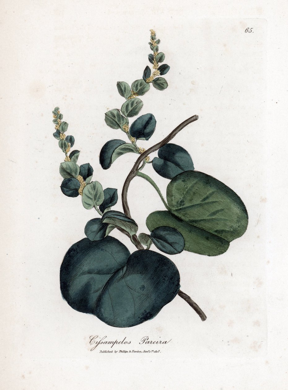 Pareira brava cissampelos, Cissampelos pareira pareira. Handfärgad kopparstick från en botanisk illustration av James Sowerby från William Woodville och Sir William Jackson Hookers "" Medical Botany,"" John Bohn, London av James Sowerby