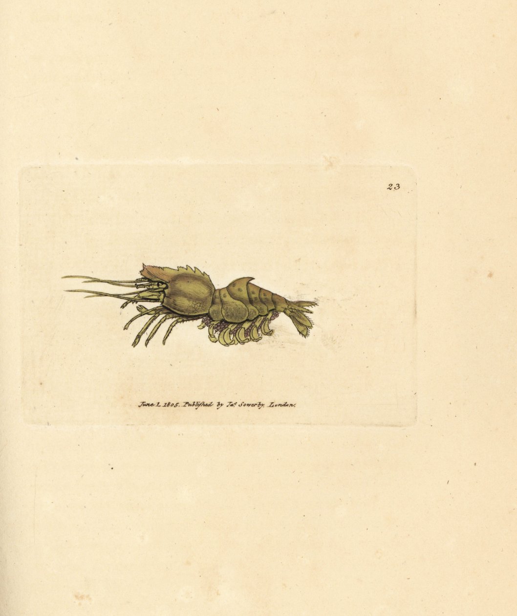 Papegojräka, Spirontocaris spinus (ryggryggsräka; Cancer spinus). Handkolorerad kopparstick av James Sowerby från The British Miscellany, eller färgade figurer av nya, sällsynta eller föga kända djurämnen. av James Sowerby